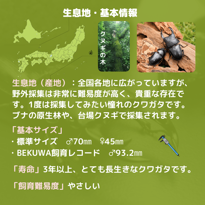 月夜野きのこ園クワガタ菌床販売部 / 天然オオクワガタペアオス56mmメス39mm産地（福島県）ライトトラップ(虫)