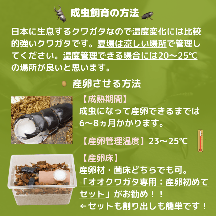 月夜野きのこ園クワガタ菌床販売部 / 天然オオクワガタペアオス56mmメス39mm産地（福島県）ライトトラップ(虫)