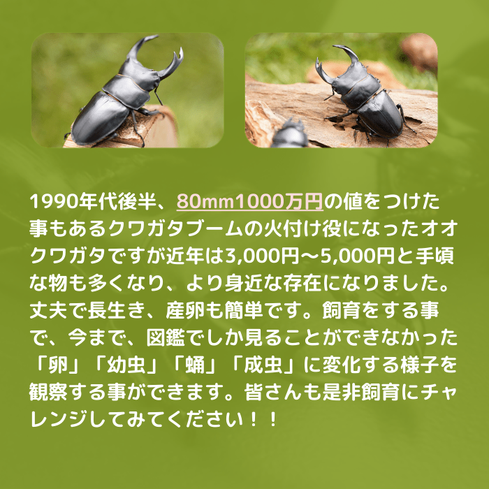 月夜野きのこ園クワガタ菌床販売部 / 天然オオクワガタペアオス56mmメス39mm産地（福島県）ライトトラップ(虫)