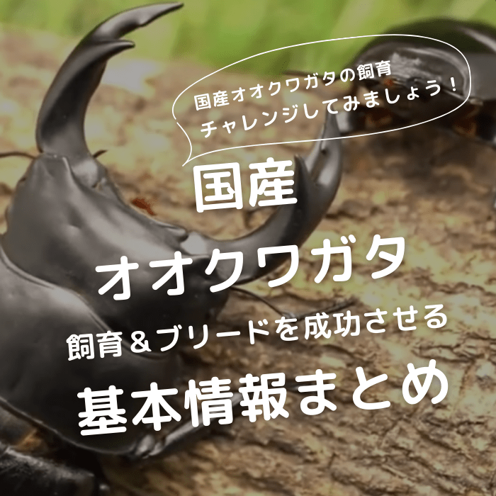 月夜野きのこ園クワガタ菌床販売部 / 天然オオクワガタペアオス64mmメス37mm産地（新潟県）幼虫採集(虫)