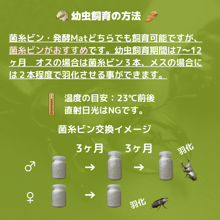 月夜野きのこ園クワガタ菌床販売部 / 天然オオクワガタペアオス64mmメス37mm産地（新潟県）幼虫採集(虫)