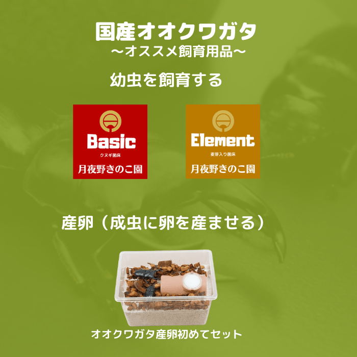 月夜野きのこ園クワガタ菌床販売部 / 天然オオクワガタペアオス64mmメス37mm産地（新潟県）幼虫採集(虫)