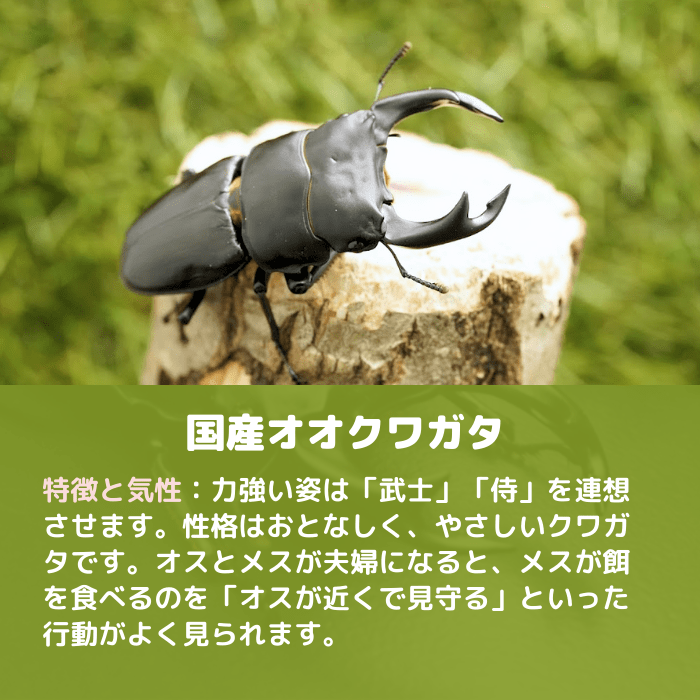 月夜野きのこ園クワガタ菌床販売部 / 国産オオクワガタ単品B品