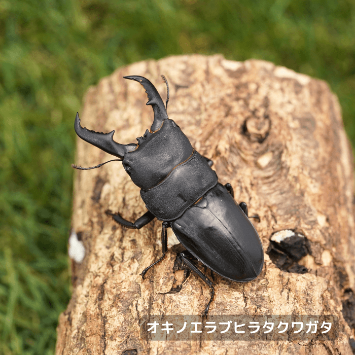 オキノエラブヒラタクワガタペアオス60mmUP（大島郡知名町大島産）累代F2(虫)