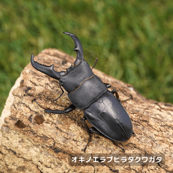 オキノエラブヒラタクワガタペアオス65mmUP（大島郡知名町大島産）累代F2(虫)