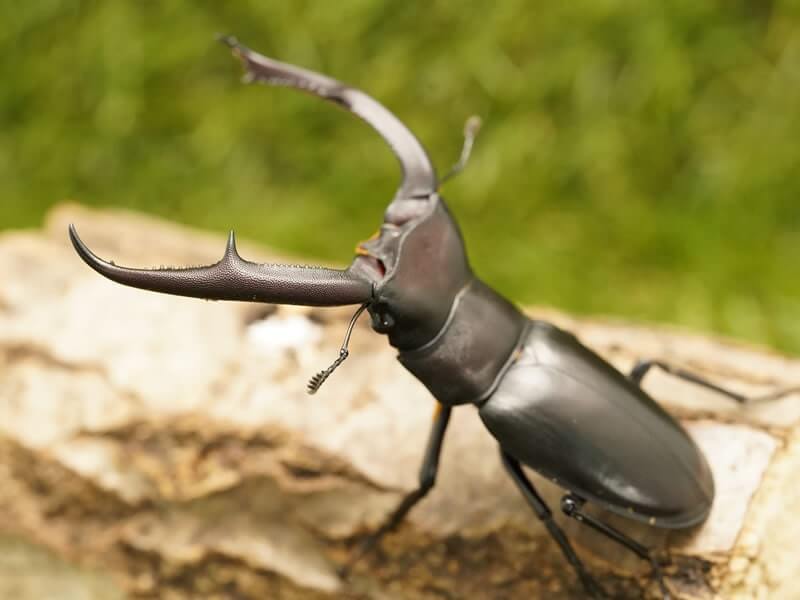 訳アリ確認用。マンディブラリス 訳アリ確認用。マンディブラリス
