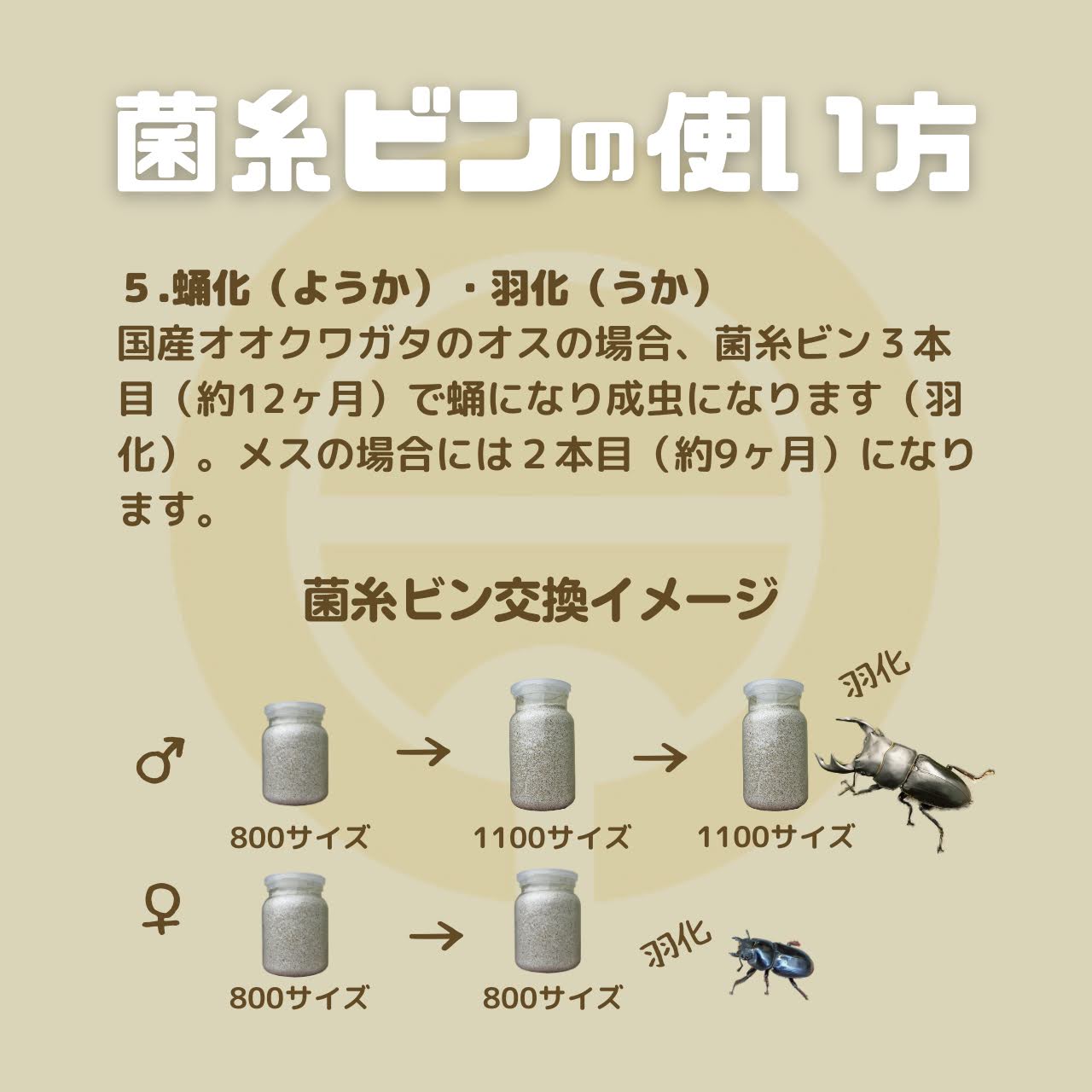 月夜野きのこ園クワガタ菌床販売部 / Basicクヌギ【9】(菌糸ブロック 