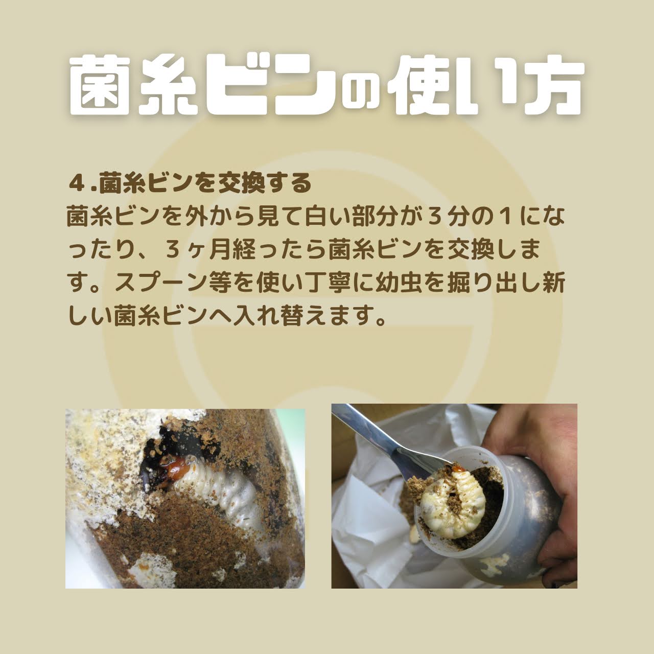 メーカー直送 高濃度 / オオクワガタ 菌糸瓶 E800 - 8本 高品質 昆虫用品