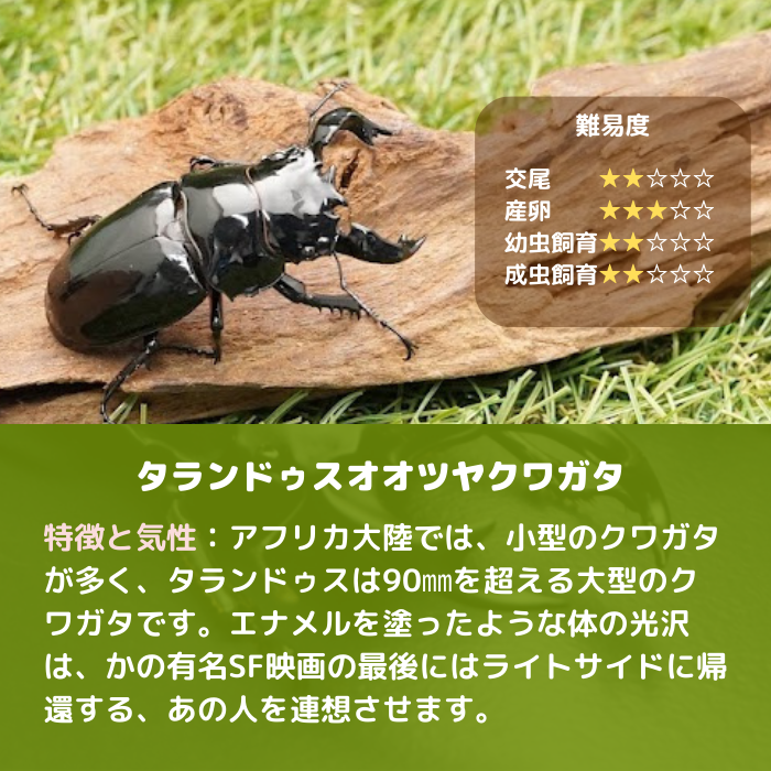 月夜野きのこ園クワガタ菌床販売部 / タランドゥスオオツヤクワガタペアオス70mm(コンゴ産)累代CB(虫)