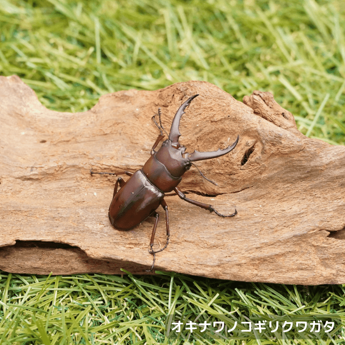 月夜野きのこ園クワガタ菌床販売部 / クワガタ