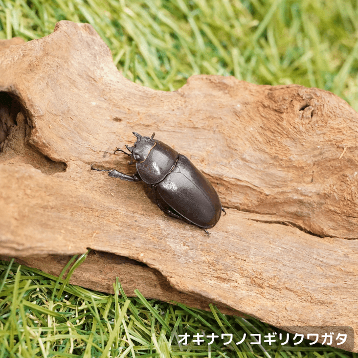 月夜野きのこ園クワガタ菌床販売部 / クワガタ