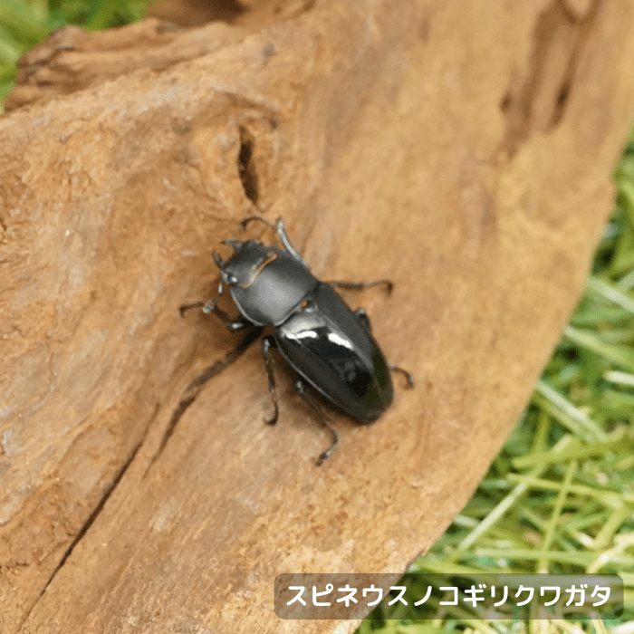 月夜野きのこ園クワガタ菌床販売部 / 成虫