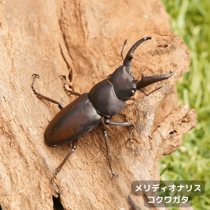 月夜野きのこ園クワガタ菌床販売部 / 成虫