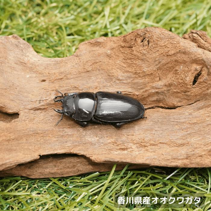 月夜野きのこ園クワガタ菌床販売部 / 検索結果