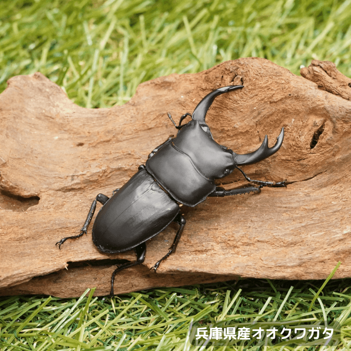 月夜野きのこ園クワガタ菌床販売部 / クワガタ