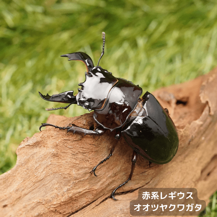 月夜野きのこ園クワガタ菌床販売部 / 成虫