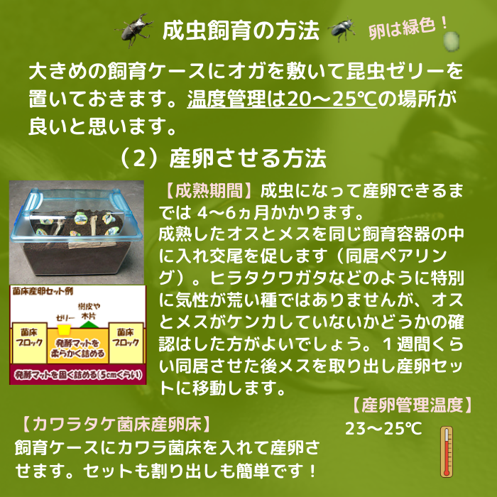 月夜野きのこ園クワガタ菌床販売部 / 赤系レギウスオオツヤクワガタ