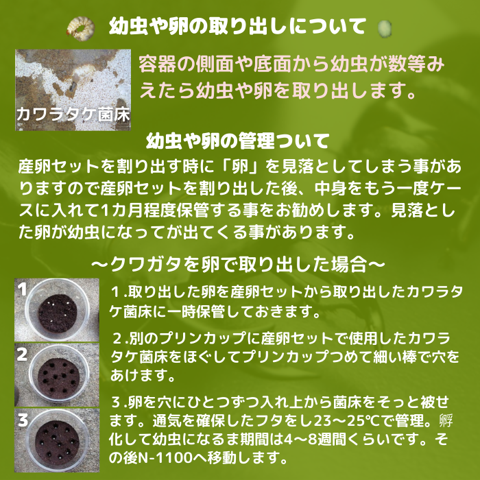 月夜野きのこ園クワガタ菌床販売部 / 赤系レギウスオオツヤクワガタ