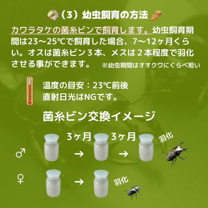 月夜野きのこ園クワガタ菌床販売部 / 赤系レギウスオオツヤクワガタ