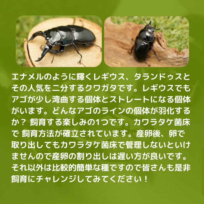 【即日発送】全20種フルコンプ／つぶらな瞳のお花屋 かたつむり　てんとうむしなど a2807560607_5.jpg