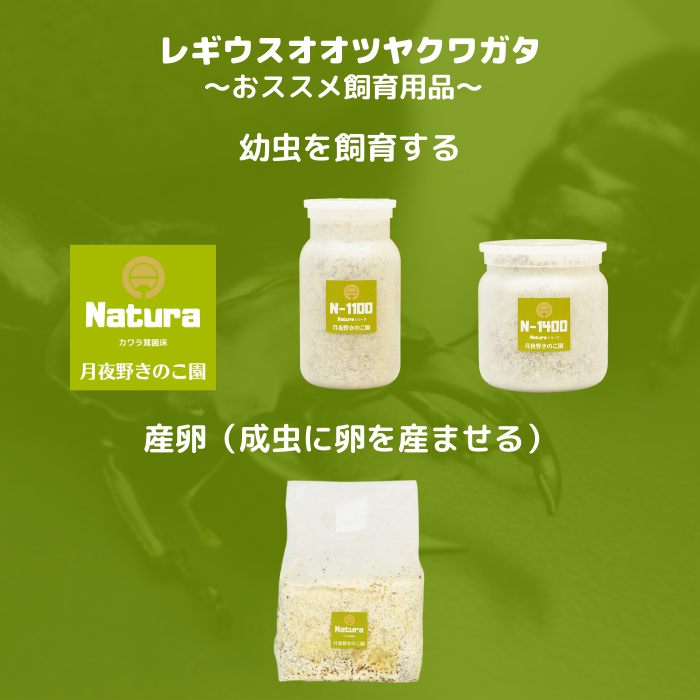 月夜野きのこ園クワガタ菌床販売部 / 赤系レギウスオオツヤ