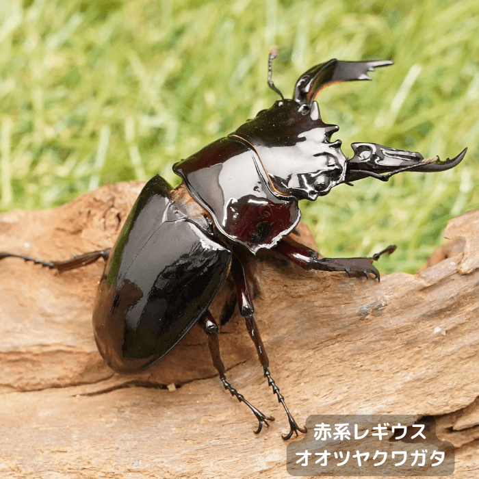 大きい割引 月夜野きのこ園クワガタ菌床販売部 赤系レギウスオオツヤ / その他