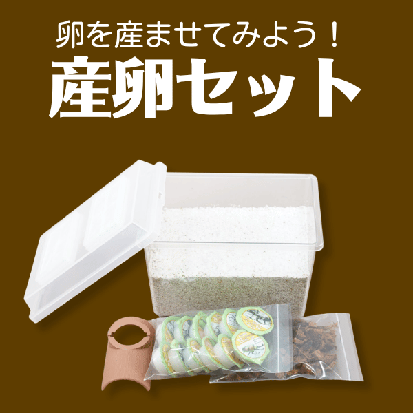 産卵セット