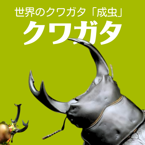 クワガタ成虫