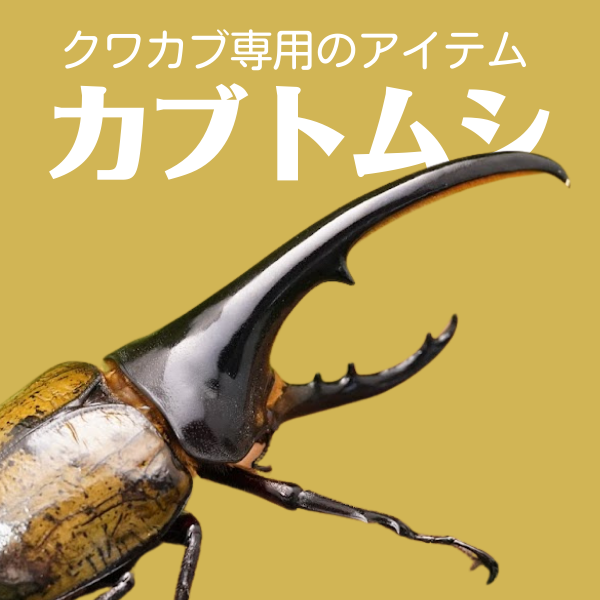 カブトムシ成虫