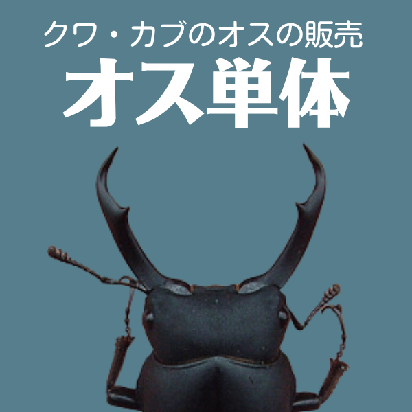 オス単体
