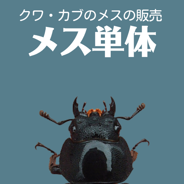 メス単体