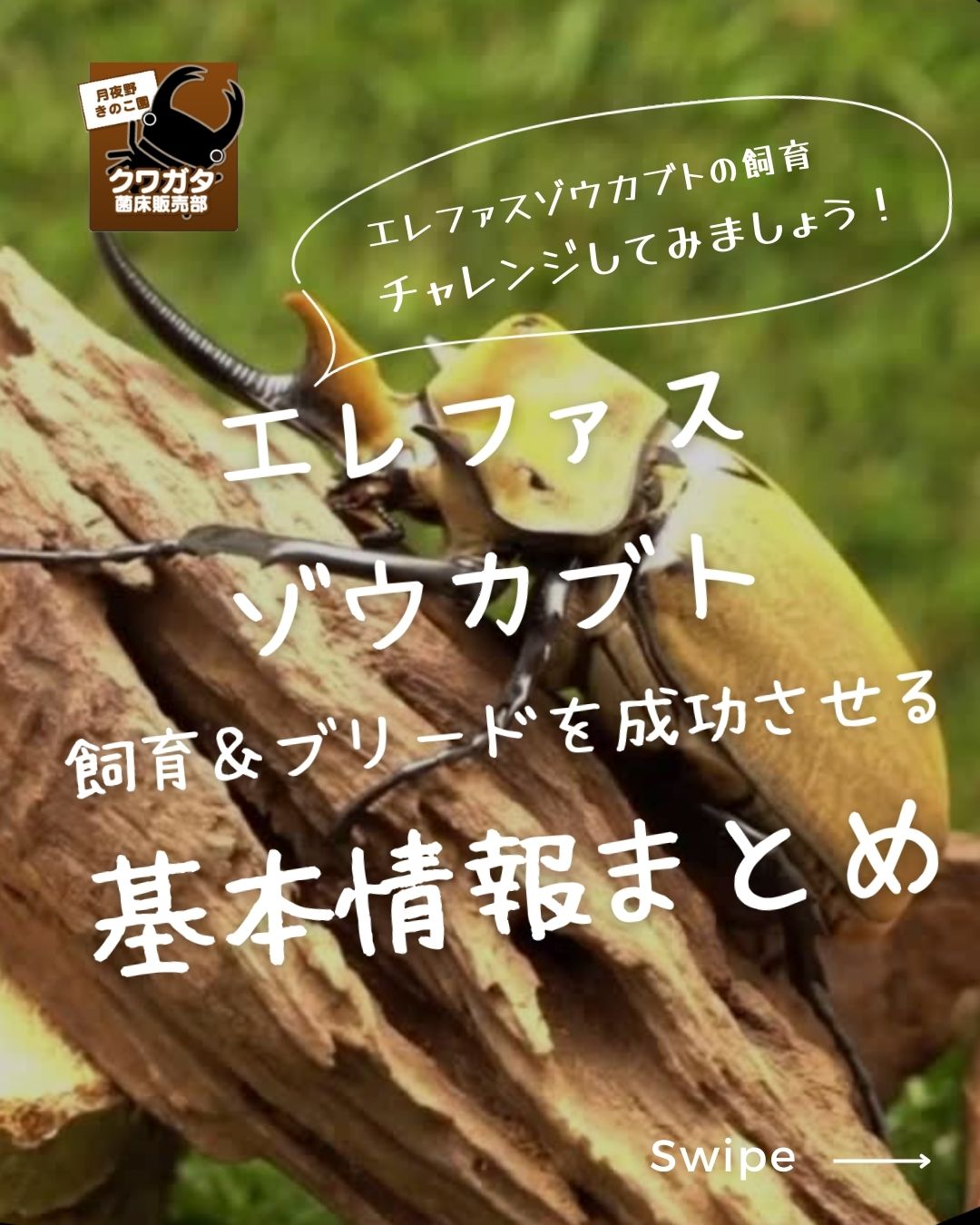 erefasu-zoukabuto.jpg
