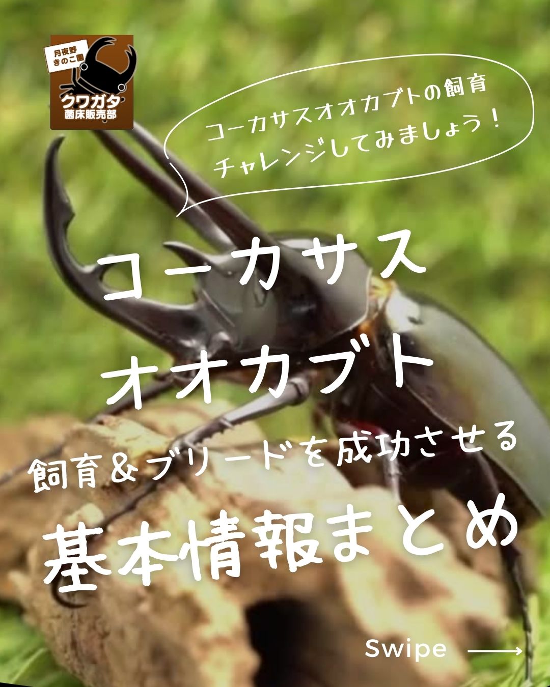 月夜野きのこ園クワガタ菌床販売部 / タイリクコーカサスオオカブトペアオス110mmUP(ベトナム産)累代WD(虫)